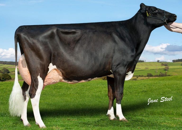 Yates Family Claims Top Award At Scottish Herds Competition