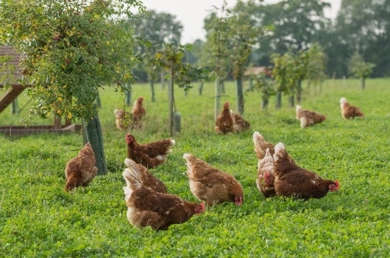 Bird flu - UK-wide housing measures introduced to protect poultry and captive birds against avian flu