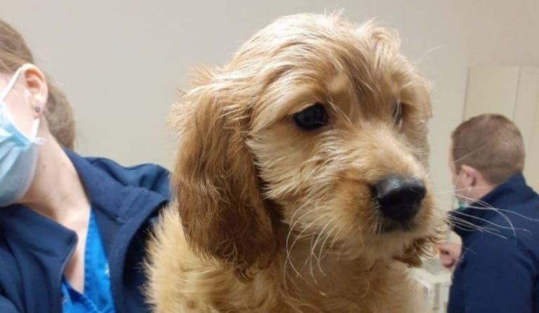 Scottish SPCA Launches Its #KeepMeOffYourXmasList Campaign In A Bid To Stop People Buying Pups From Low Welfare Dealers