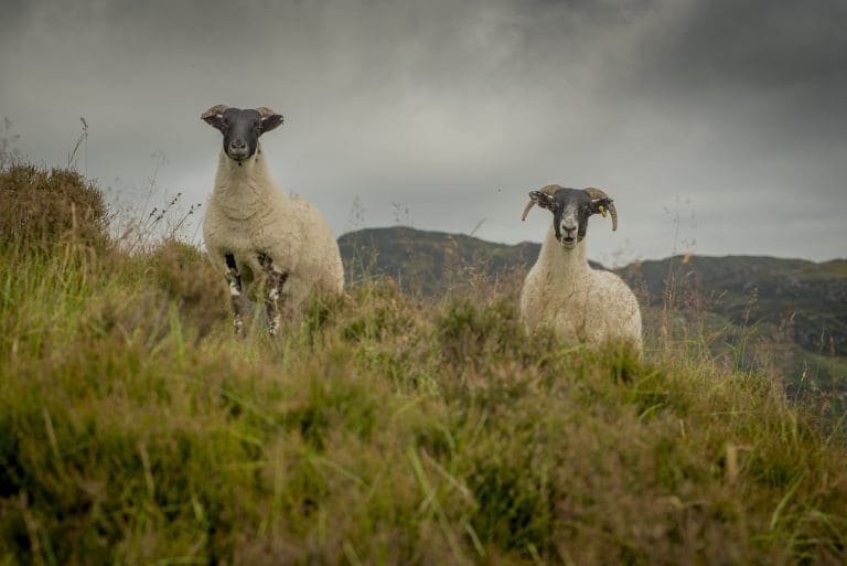 New Scrapie Monitoring Status To Help Reinstate Breeding Sheep Sales With Northern Ireland