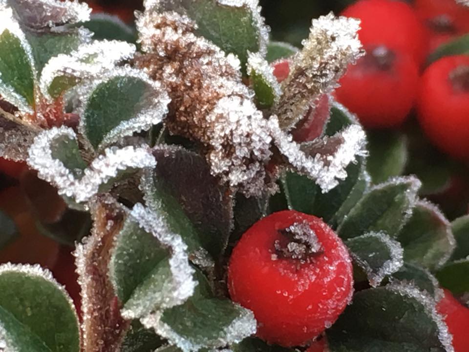 THERE MAY BE SNOW FOR CHRISTMAS