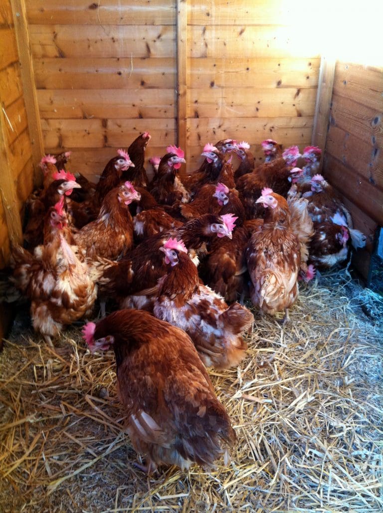 Avian Influenza Found In Hens in Dumfries and Galloway
