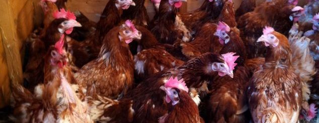 Avian Influenza Found In Hens in Dumfries and Galloway