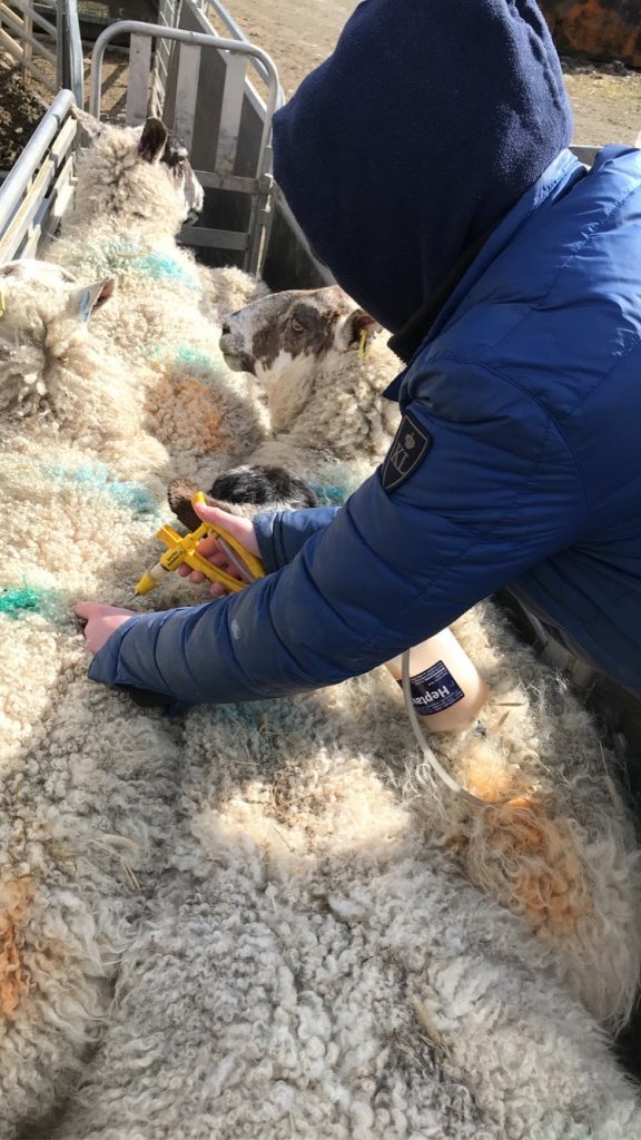 BENEFITS OF BEEF AND SHEEP FARMING APPRENTICESHIPS SHOWCASED