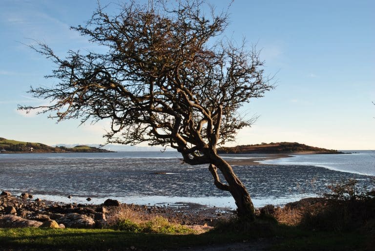 KIPPFORDS BELOVED HAWTHORNE SHORTLISTED FOR TREE OF THE YEAR