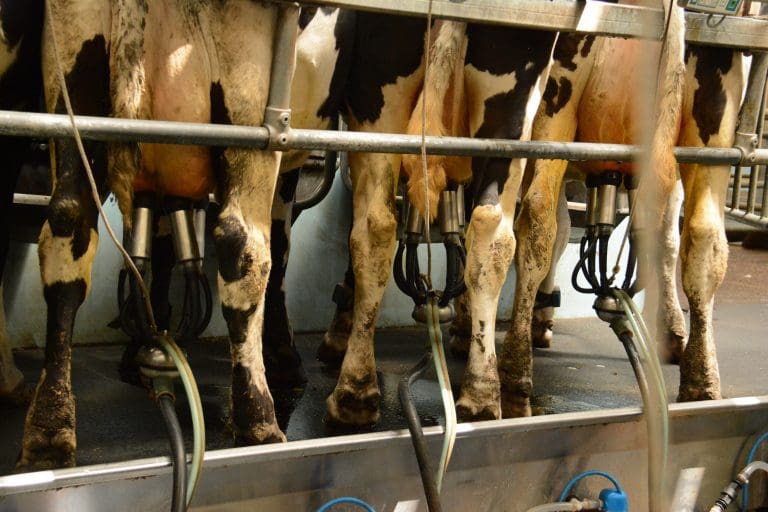 First Milk announces January milk price will increase to 34ppl