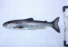 Wild salmon tracking project Seeks to Revive Iconic Species
