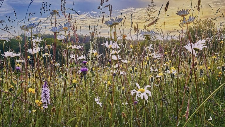 Ecological practices offer financial benefits for farmers