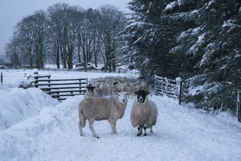 Future proofing the sheep industry