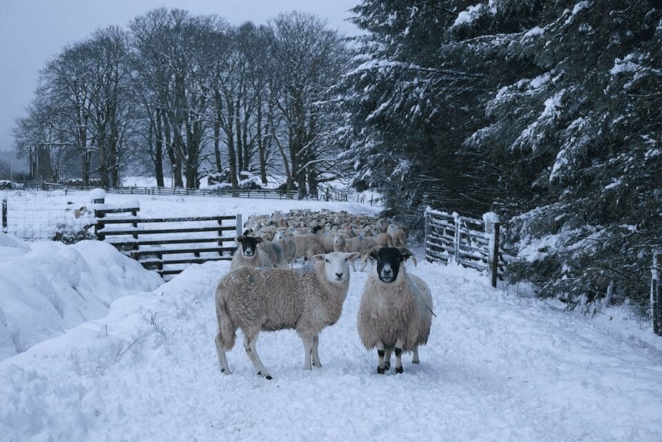 Future proofing the sheep industry