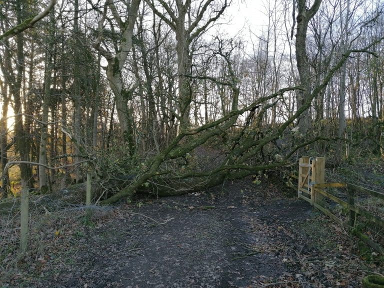 NATIONAL TRUST FOR SCOTLAND TALLIES STORM ARWEN’S TOLL