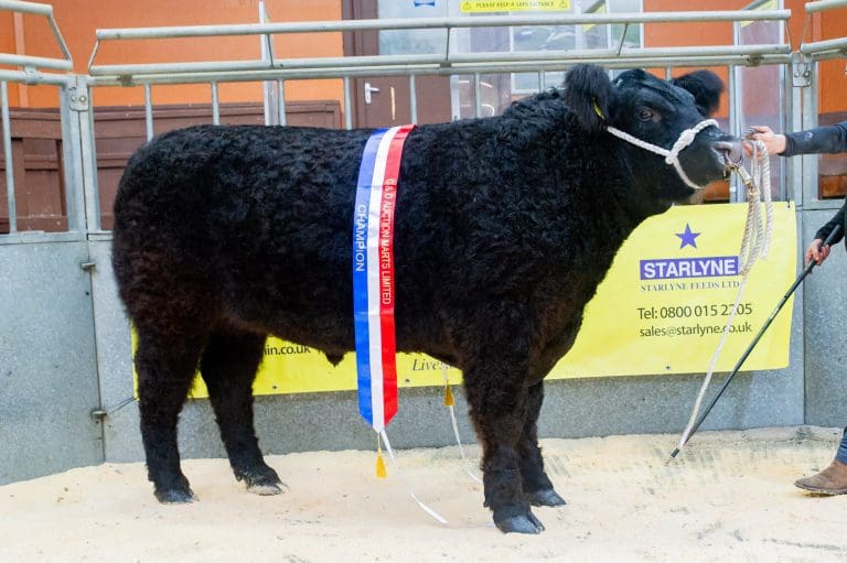 Romesbeoch Win Dumfries Mart Christmas Show