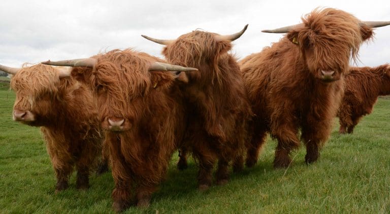 Promoting Low Carbon Farming & Protecting The Environment