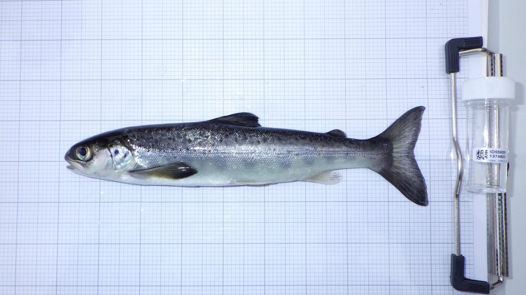 Strategy Launched To Bring Wild Salmon Population Back From Crisis Point