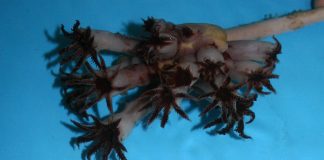 New species of soft coral discovered In West Of Scotland Coast