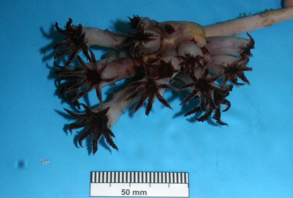 New species of soft coral discovered In West Of Scotland Coast
