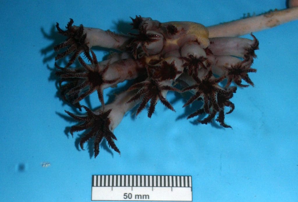 New species of soft coral discovered In West Of Scotland Coast