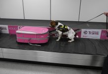 Scotland’s Detector Dogs Helping On The Frontline