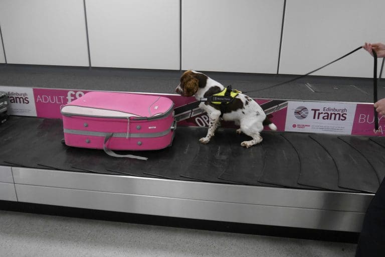 Scotland’s Detector Dogs Helping On The Frontline