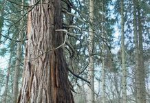 SCOTTISH WOODLANDS GROWS TREES - AND FUTURE LEADERS