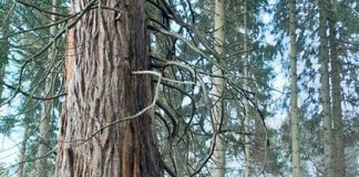 SCOTTISH WOODLANDS GROWS TREES - AND FUTURE LEADERS
