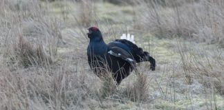 £30,000 Boost For Galloway Forest Black Grouse Breeding Site