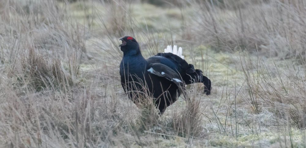 £30,000 Boost For Galloway Forest Black Grouse Breeding Site