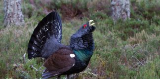 Measures to save capercaillie outlined