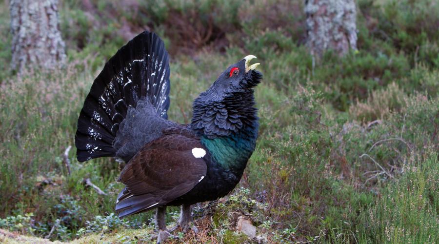 Measures to save capercaillie outlined