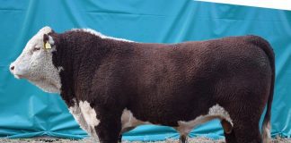 £5000 FOR TOP HEREFORD AT ERVIE BULL SALE