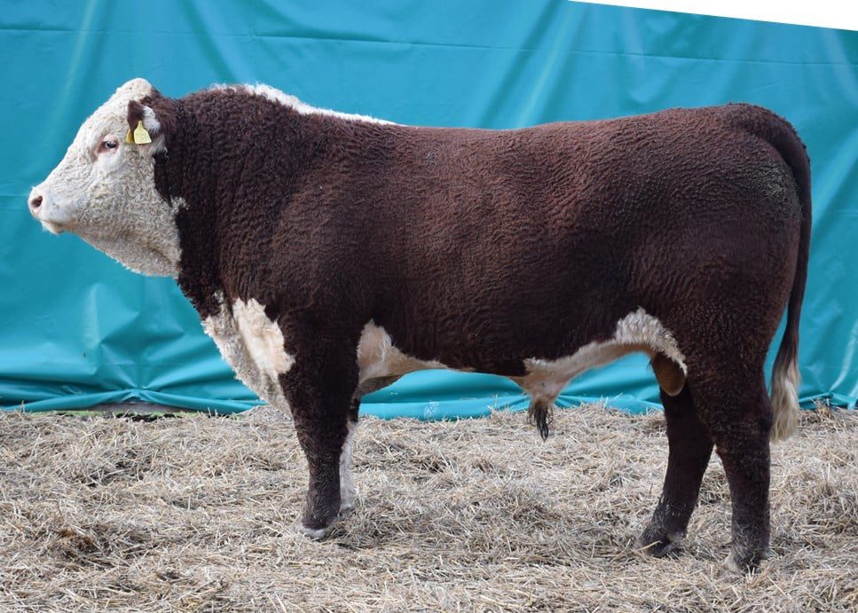 £5000 FOR TOP HEREFORD AT ERVIE BULL SALE