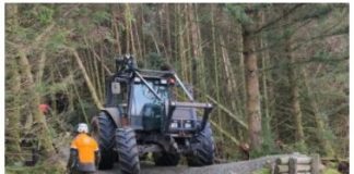 Common sense call as South Scotland forest clear-up continues
