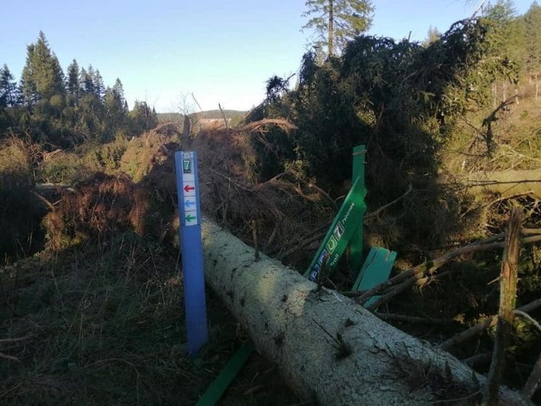Forest Safety Warning Issued Ahead of Storms Dudley & Eunice