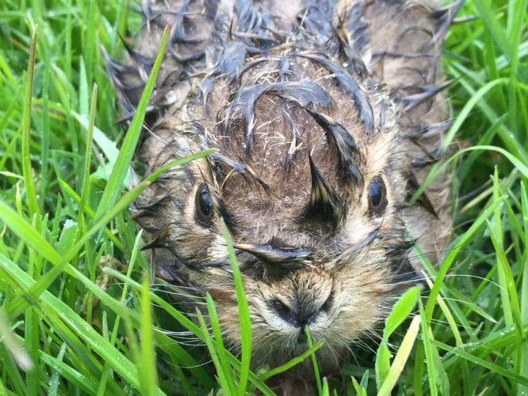 Bill introduced Protecting foxes, hares and other wild mammals From Hunting with Dogs