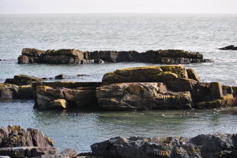 Seaweed report outlines industry options