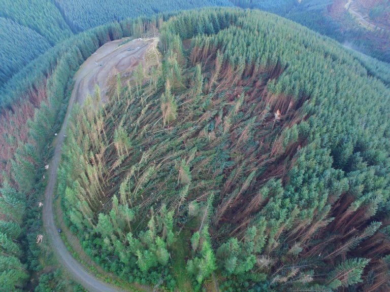 16 MILLION TREES DAMAGED ACROSS SCOTLAND BY WINTER STORMS