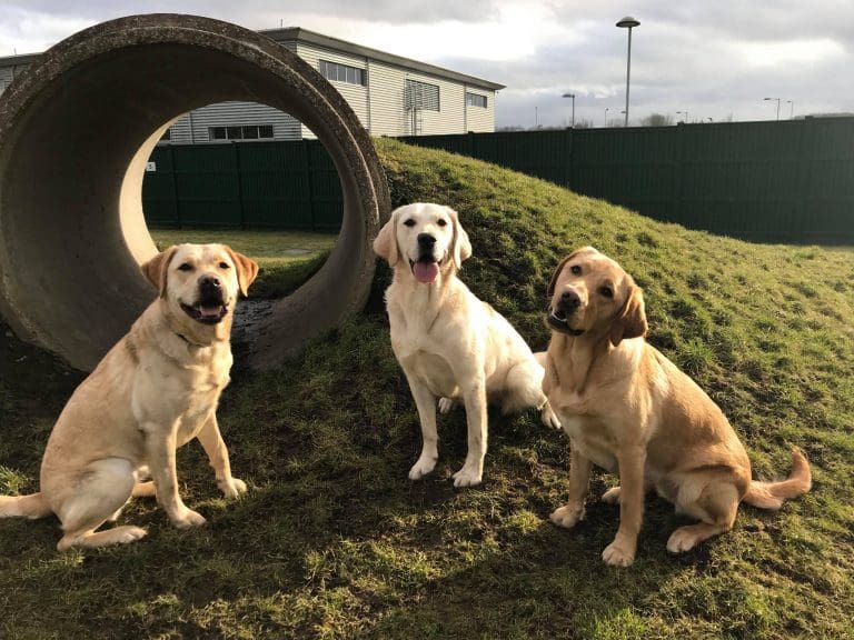 Temporary homes needed for trainee guide dogs