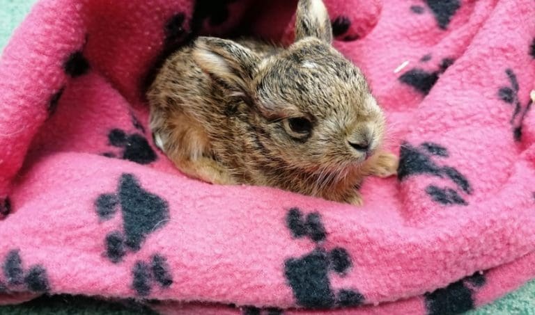 Be #WildlifeWise around rabbits and hares