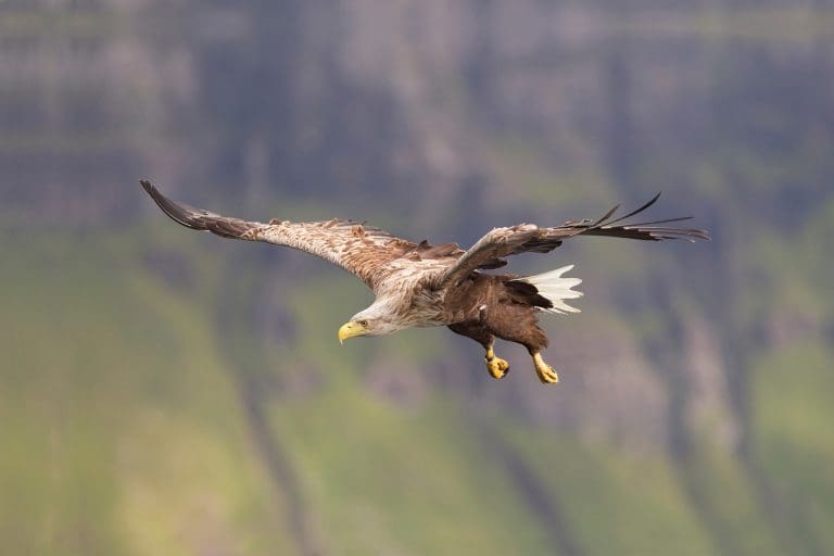 Rewilding Report Explores the Social and Cultural Barriers to Nature Recovery