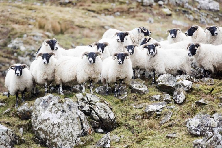 Blackface Sheep Breeders’ Association Awards Funding To UNESCO Biosphere’s Wool Project