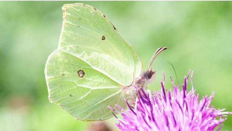 Extended cold weather snap could be damning for wildlife this spring