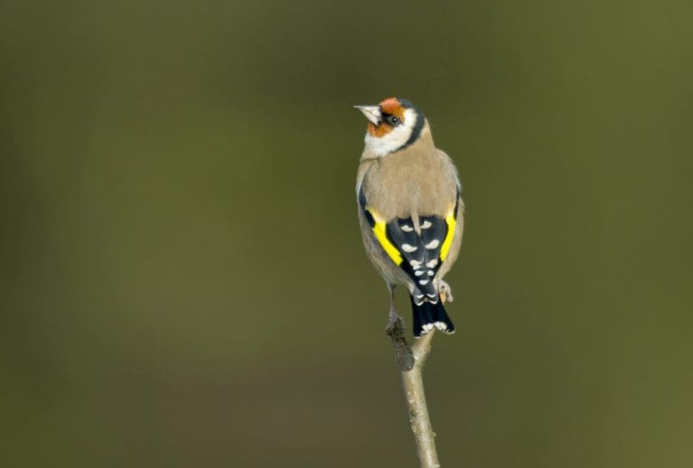 RSPB Big Garden Birdwatch 2022 – A golden year for Scottish finches