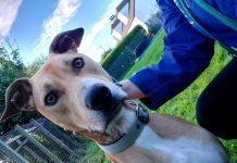 Trix is still looking for love after a year in kennels
