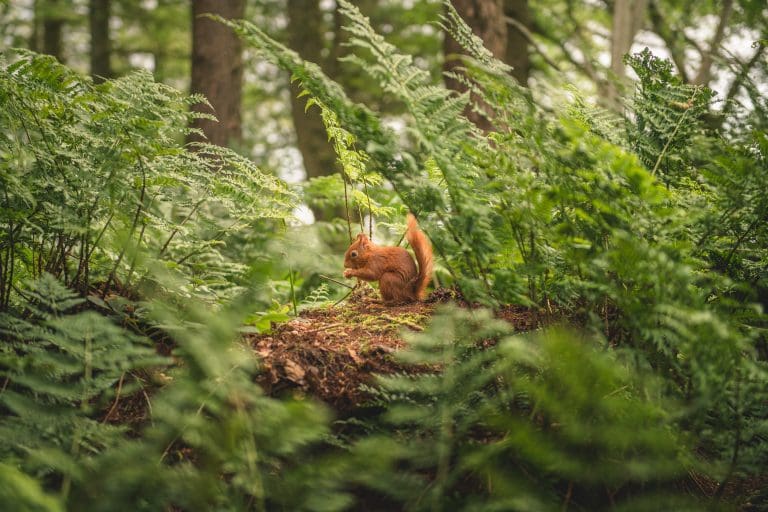 Are there Wild Mammals in your Galloway Garden? Help us find out!