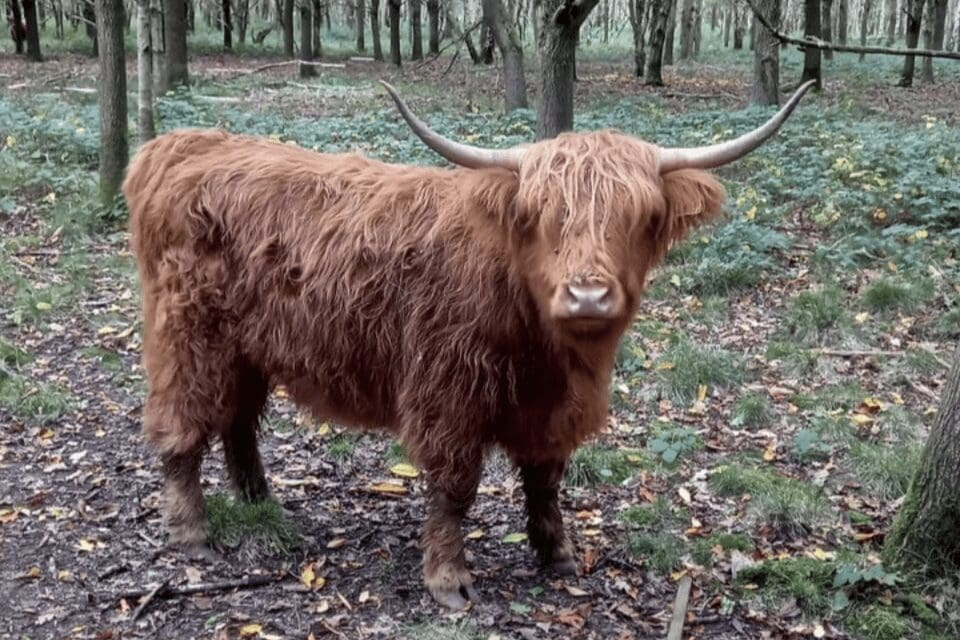 HIGHWAY HEROS ,HIGHLAND CATTLE HELP CREATE NATURAL HABBITAT