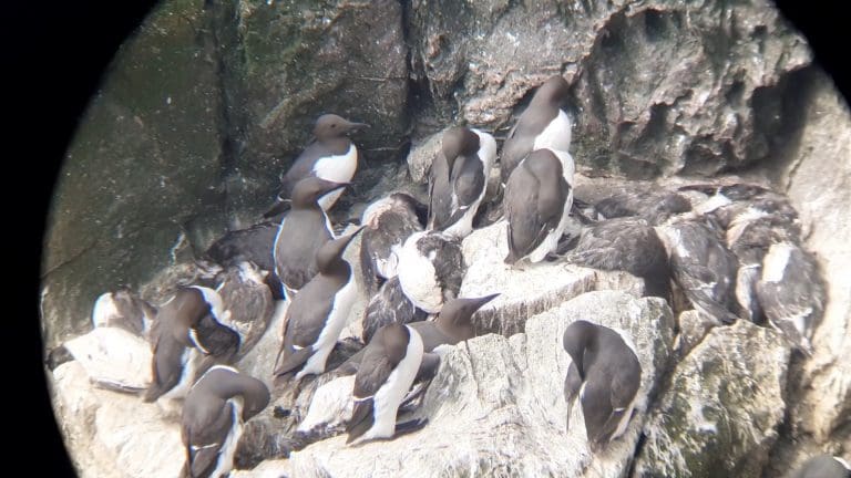 Huge concern for Scotland’s seabirds as number dying from Avian Influenza continues to increase