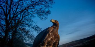 South Scotland Golden Eagle Project wins Prestigious Award