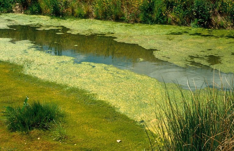 PUBLIC HEALTH RISK - Algae warning for bathers and animals 
