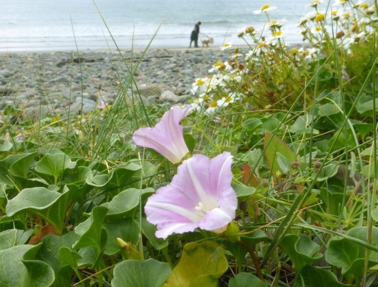 Logan Botanic Garden Seaside Wildflower Exhibition