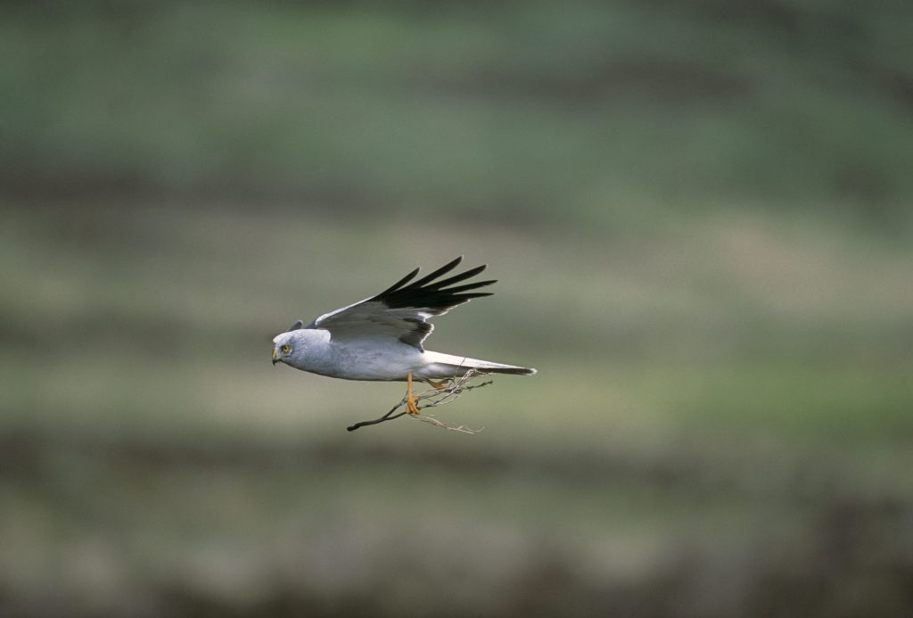 Hen harriers take flight with crowdfunded tags